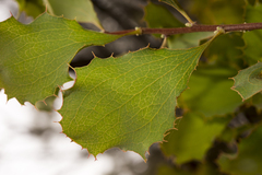 Hakea undulata
