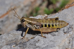 Podisma amedegnatoae