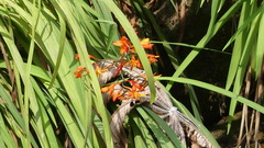 Crocosmia aurea