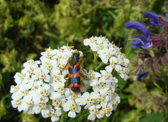 Trichodes alvearius