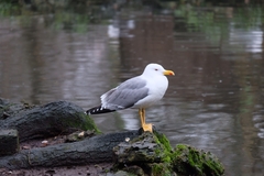 Larus michahellis