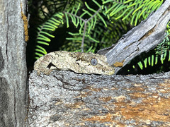 Rhacodactylus auriculatus