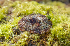 Patella ulyssiponensis