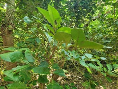 Aglaia rimosa