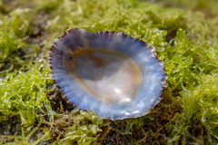 Patella ulyssiponensis