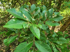 Aglaia rimosa