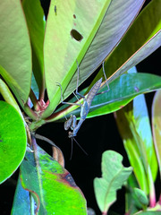 Notomantis brunneriana