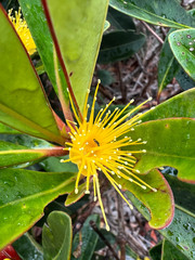 Metrosideros laurifolia