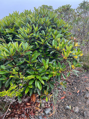 Metrosideros laurifolia