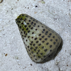 Conus eburneus