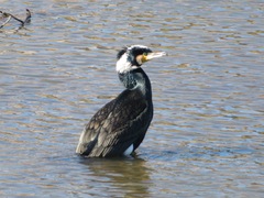 Phalacrocorax carbo hanedae