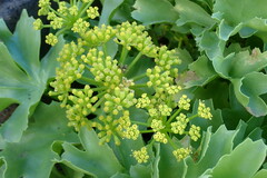 Astydamia latifolia