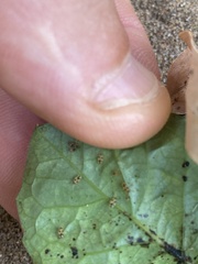 Acanthocheila visenda