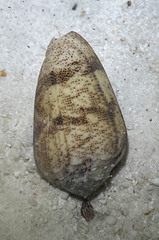 Conus arenatus