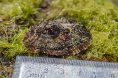 Patella ulyssiponensis