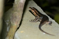 Trachylepis sechellensis