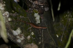Trachylepis sechellensis