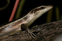 Trachylepis sechellensis