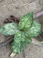 Acanthocheila visenda