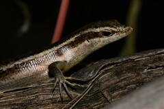Trachylepis sechellensis