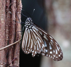 Ideopsis vulgaris
