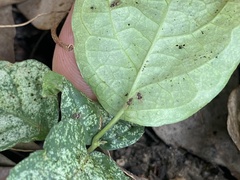Acanthocheila visenda