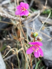 Phemeranthus mengesii