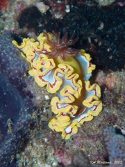 Ardeadoris rubroannulata