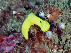 Notodoris citrina