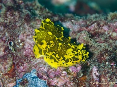 Notodoris gardineri
