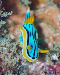 Chromodoris elisabethina