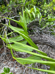 Flagellaria indica