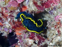 Glossodoris vespa