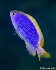 Chrysiptera flavipinnis