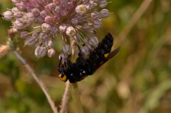 Megascolia maculata