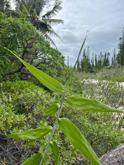 Flagellaria indica