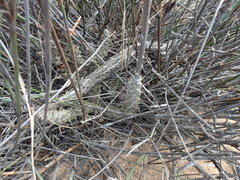 Tylecodon grandiflorus