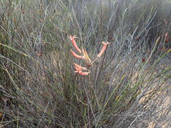 Tylecodon grandiflorus