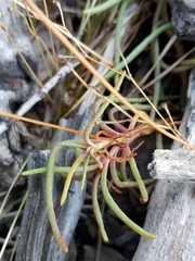 Phemeranthus mengesii