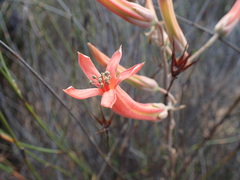 Tylecodon grandiflorus