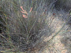 Tylecodon grandiflorus