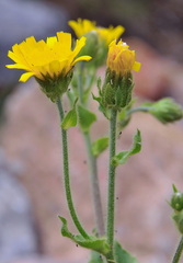 Hieracium amplexicaule