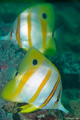 Chelmon rostratus