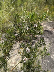 Grevillea sphacelata