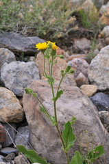 Hieracium amplexicaule