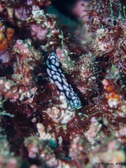 Phyllidiella