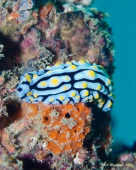 Phyllidia varicosa