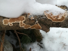 Peniophora incarnata