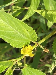 Corchorus olitorius