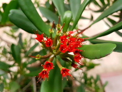 Lumnitzera littorea